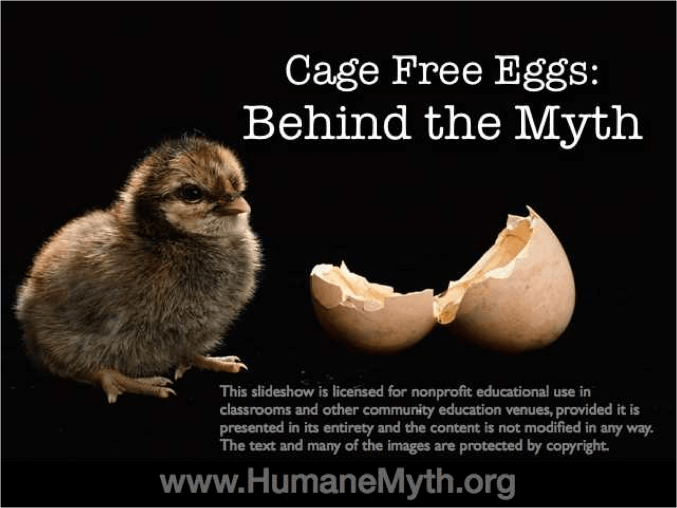 The Myth About CageFree Eggs