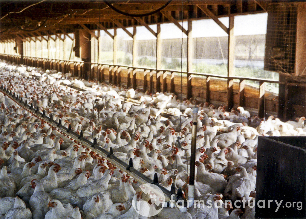 Life on Factory Farms for Chickens Raised for Meat Humane Decisions