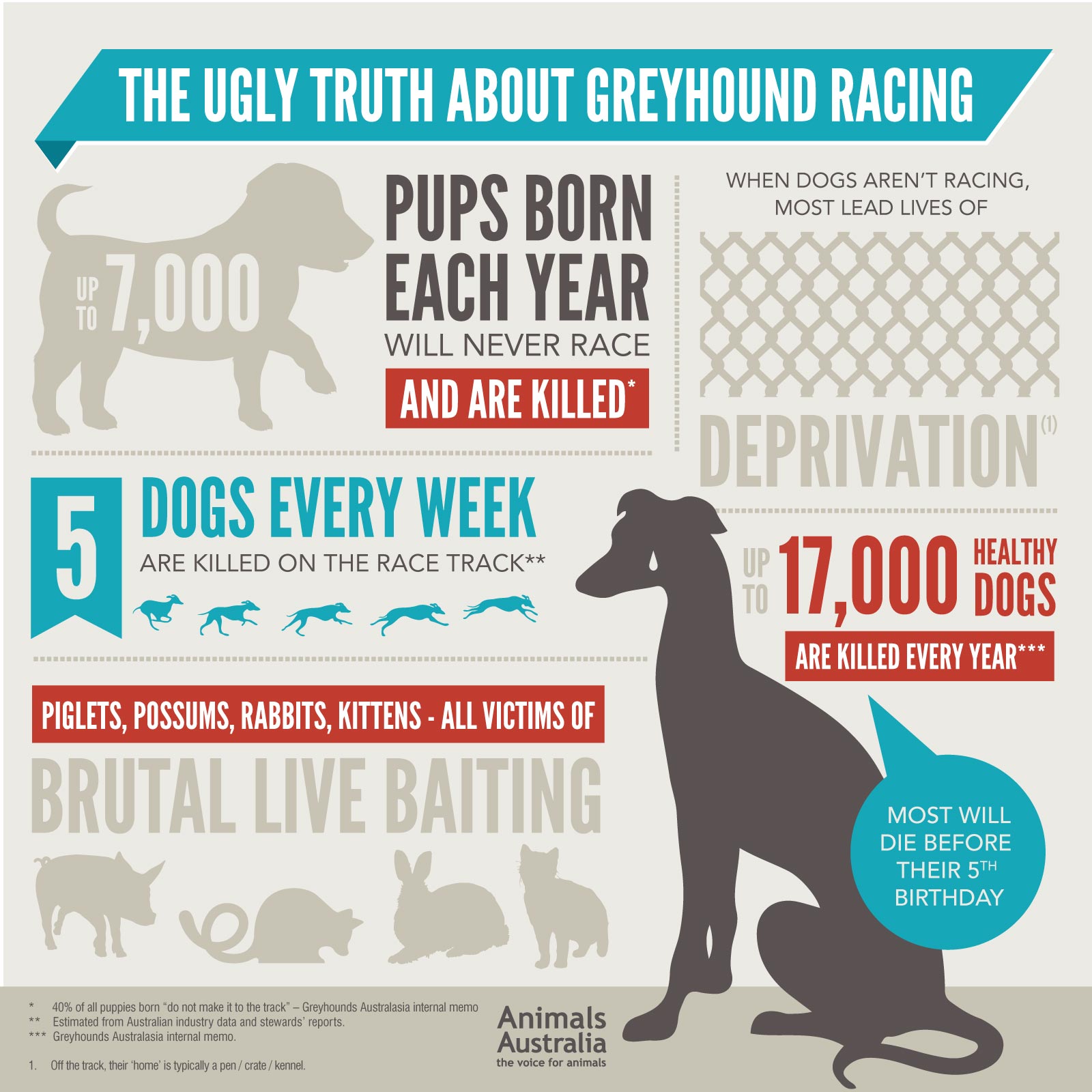 The Cruelty of Greyhound Dog Racing Humane Decisions