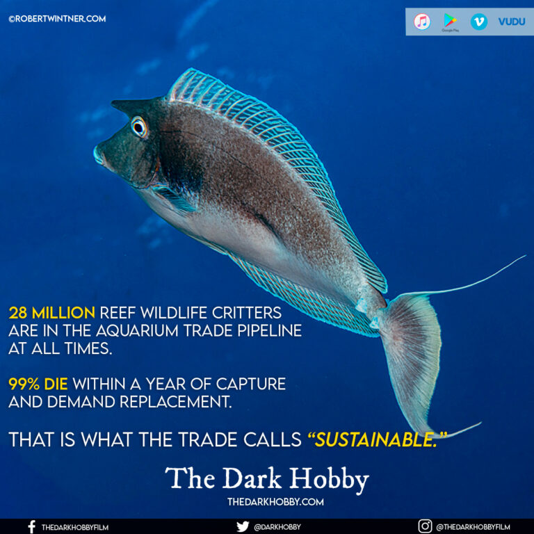 Pet Fish, Home Aquarium Hobbyist, and the Aquarium Trade Why it’s