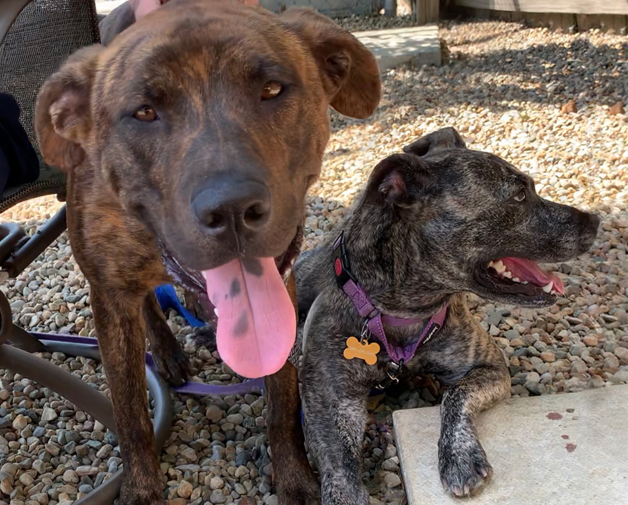 The Dynamic Dog Duo! Humane Fort Wayne