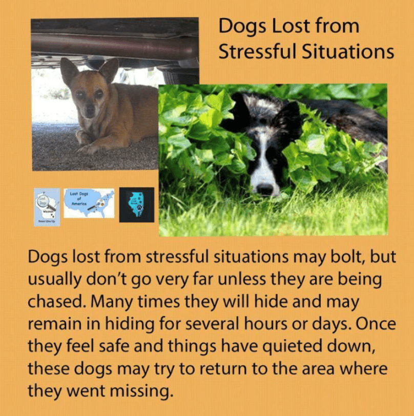 Humane Society of Loudoun County lost dog Humane Society of Loudoun