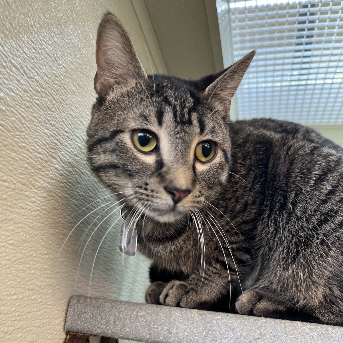 Available Cats Humane Pennsylvania