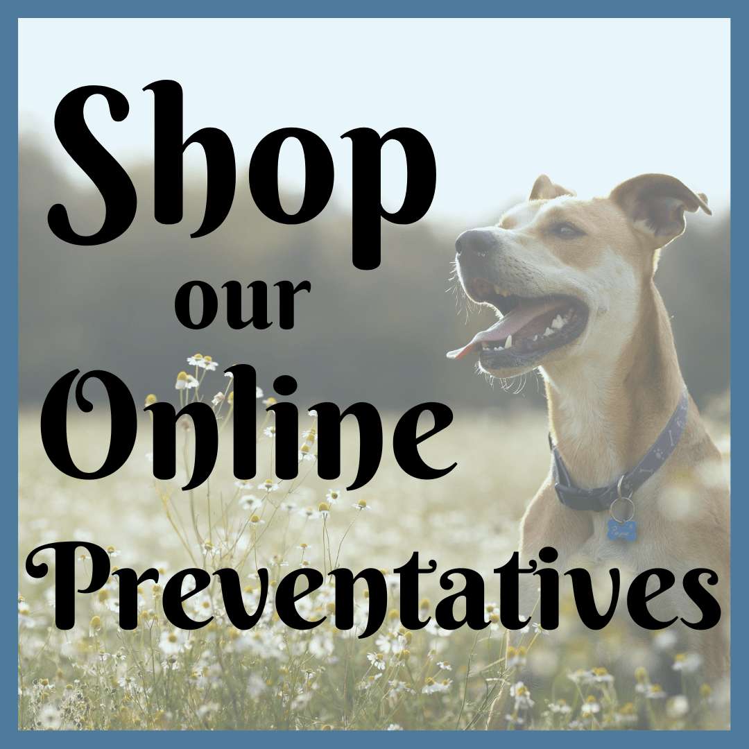 ADOPTION REFERRAL Humane Society of South Carolina