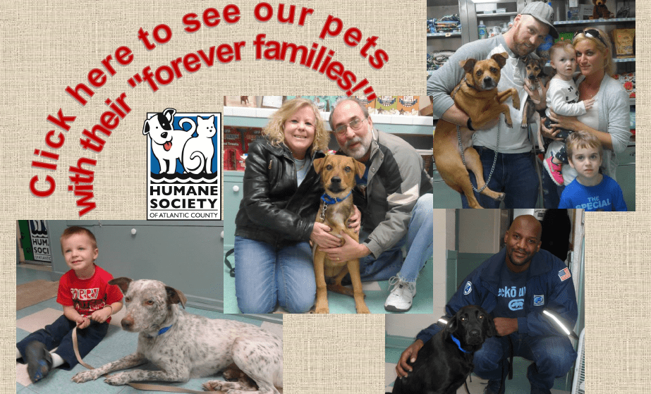 Humane Society of Atlantic County Atlantic City, NJ Adopt a Pet!