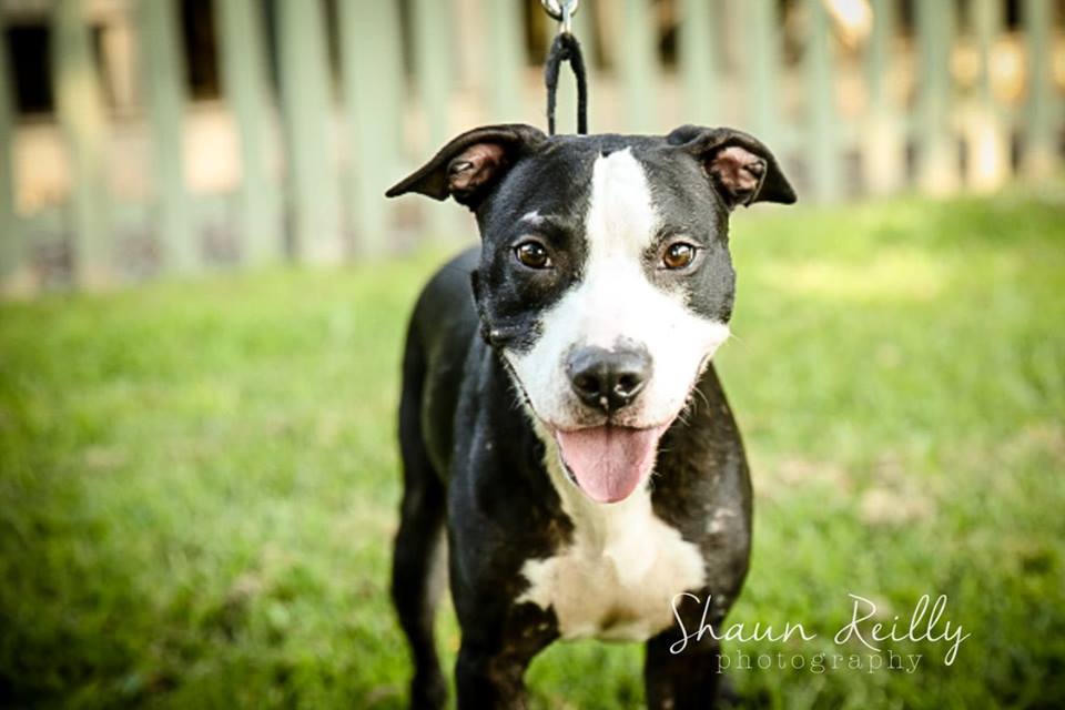 Humane Society of Atlantic County Atlantic City, NJ Adopt a Pet!