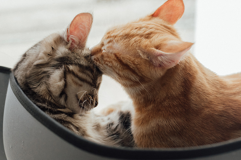 Donations Vet in Kingman Humane Society of Mohave County