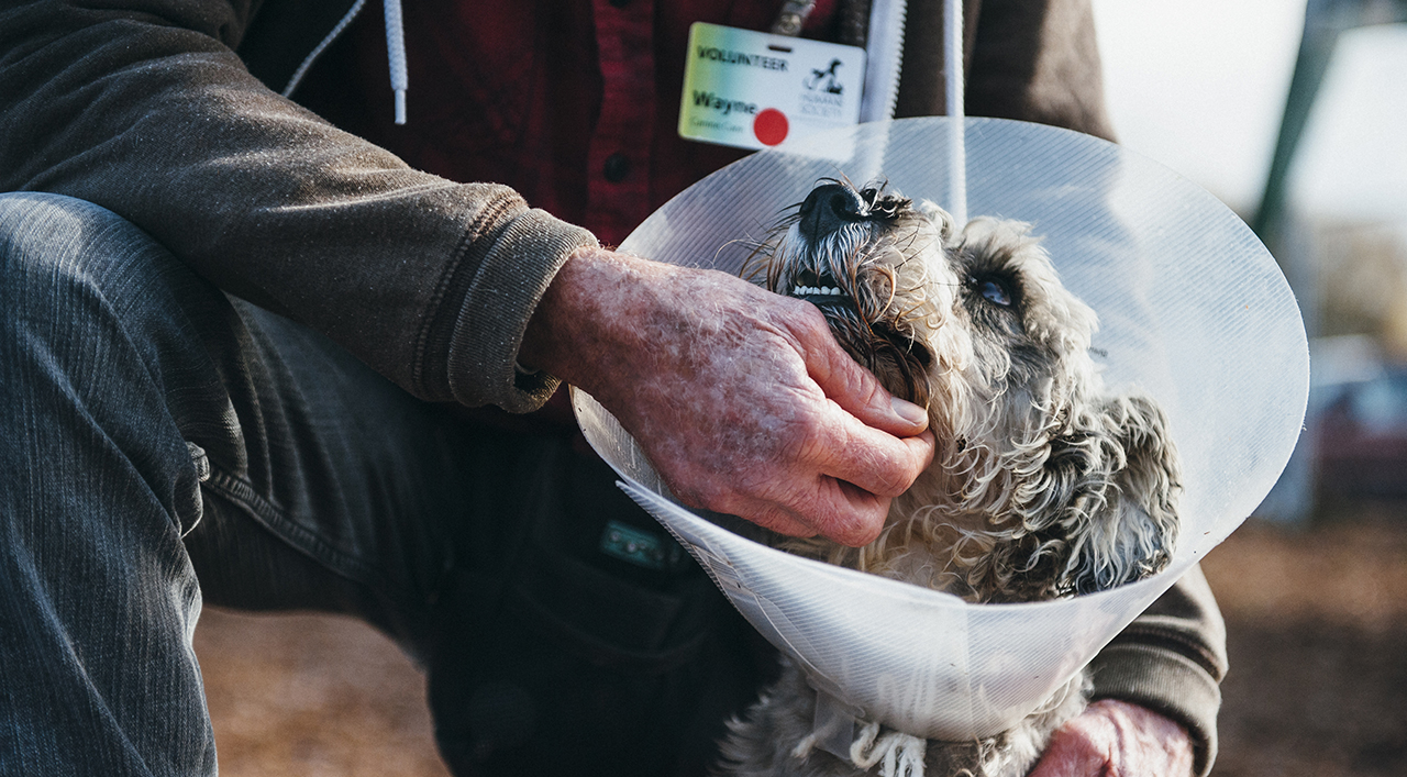 Humane Society of Sonoma County Santa Rosa Healdsburg