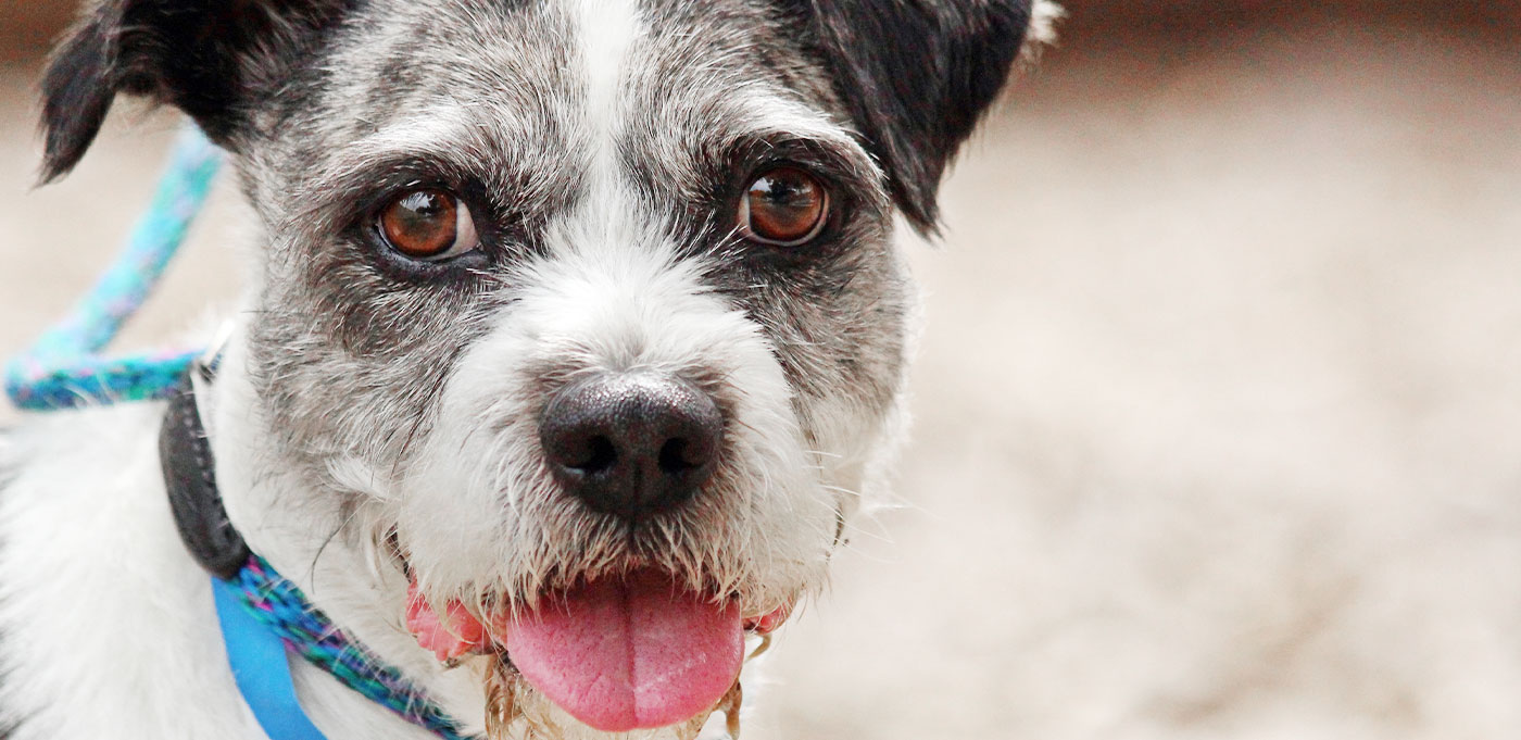 Vet Services Humane Society Tampa Bay