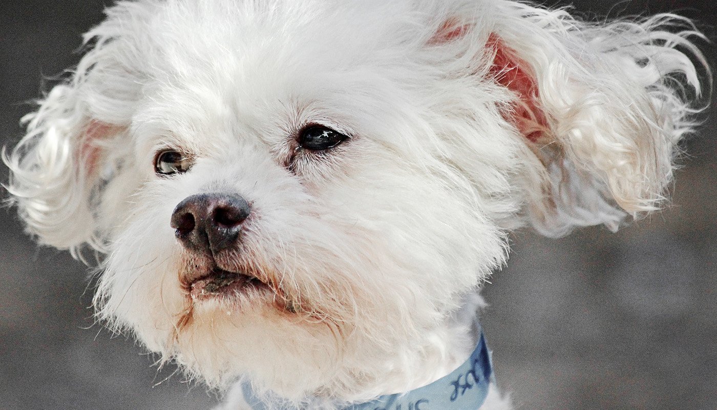 HSTB Services Humane Society of Tampa Bay