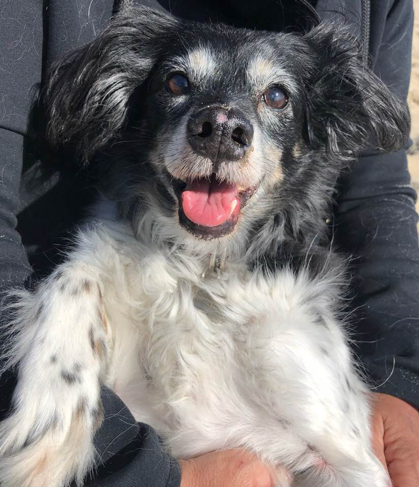 Humane PA VICTORIA’S LAW HUMANE PET STORE BILL