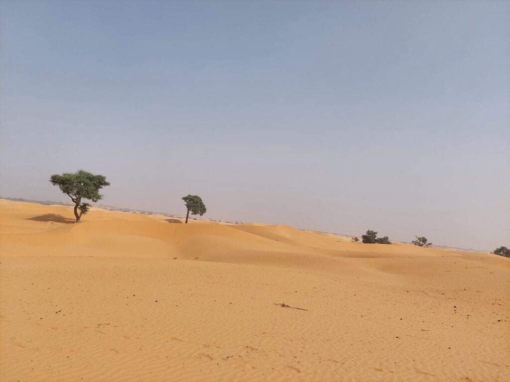 Great Green Wall A Glance At Nigeria's Line Of Defence Against The