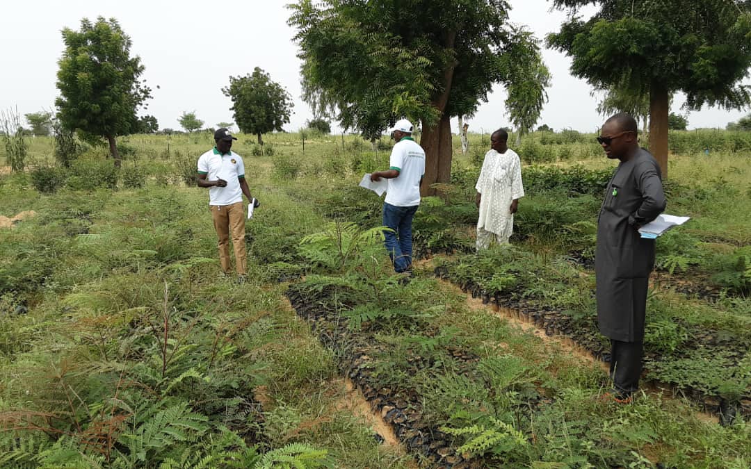 Great Green Wall A Glance At Nigeria's Line Of Defence Against The Sahara HumAngle