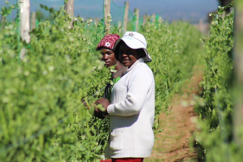 Dutch Embassy extends food processing training opportunity to 20 Zim