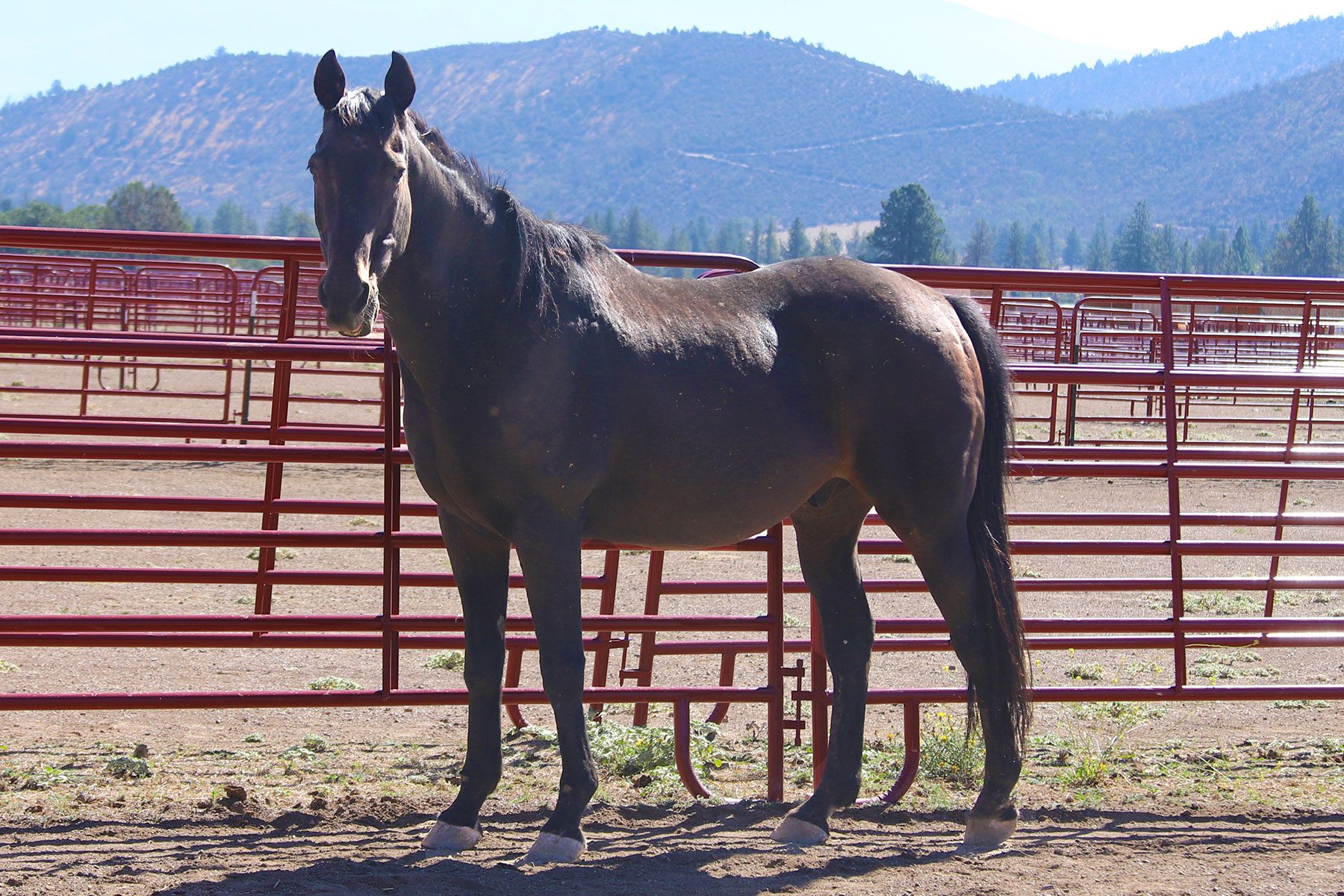 Thoroughbreds Humanity for Horses