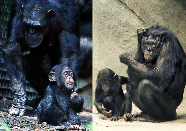 Bonobos and Chimpanzees Our Closest Living Relatives The Human Journey