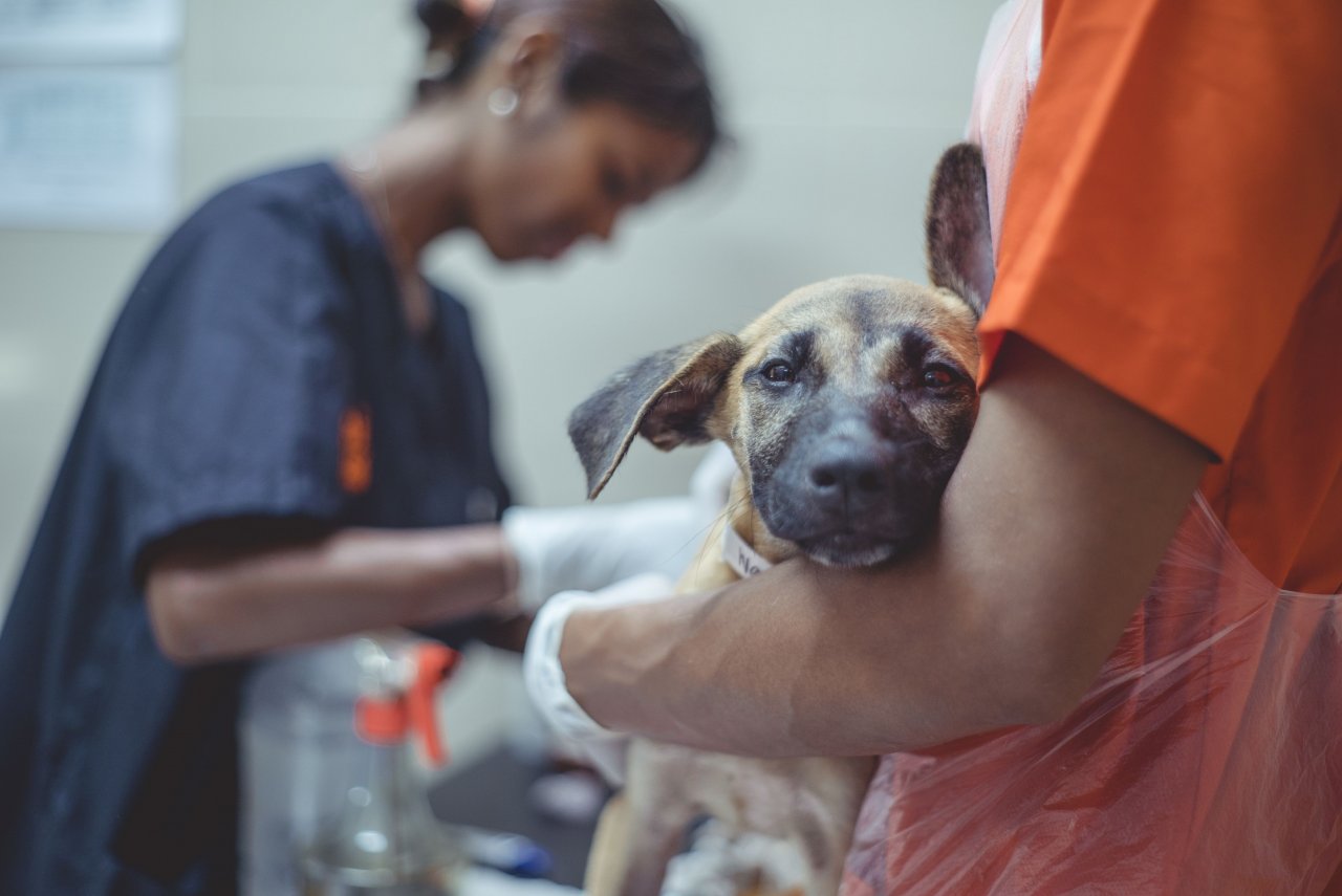 Rise in human rabies deaths blamed on poor quality vaccines human life