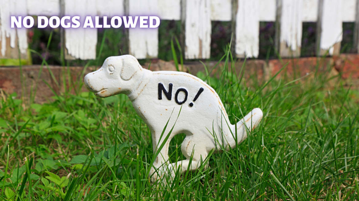 Why Dogs Aren't Allowed Human Potential Running Series