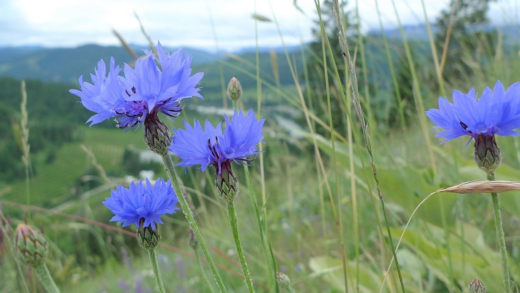Cornflowers Center for Humans & Nature
