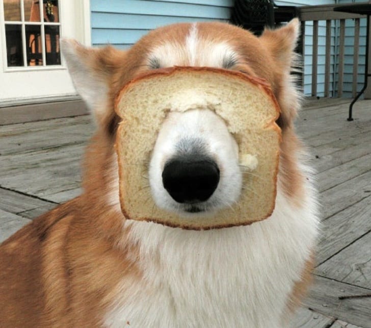 13 Funny Photos of Clumsy Animals