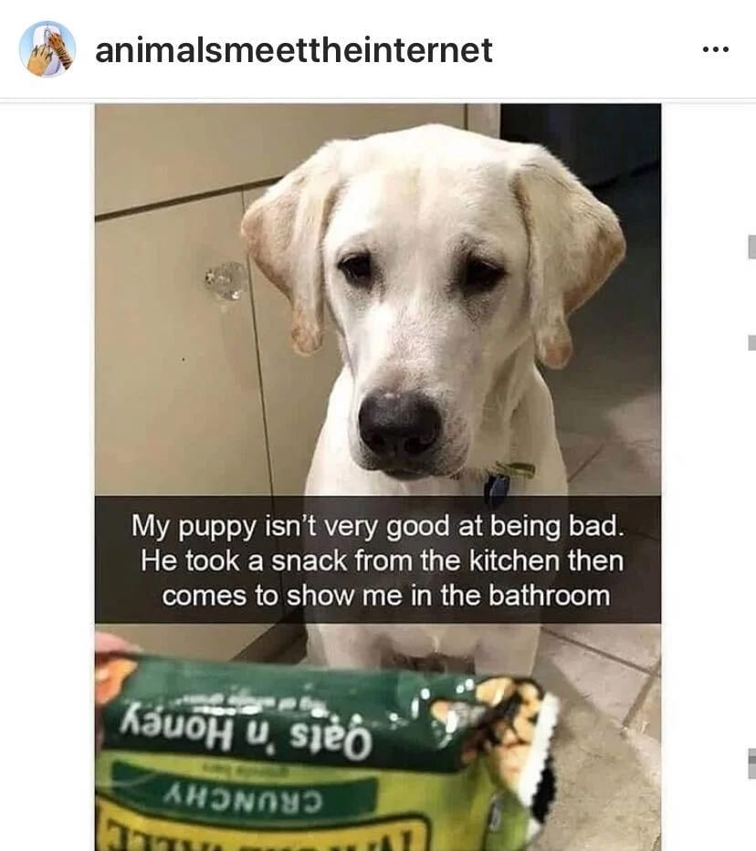 13 Reminders That Dogs Are Just the Best