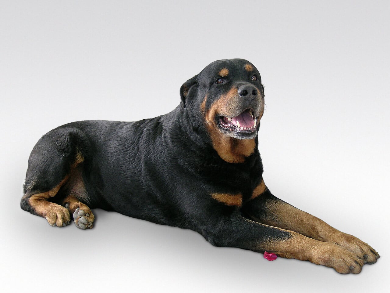 Can A Rottweiler Be An Emotional Support Animal? HumbleDogs