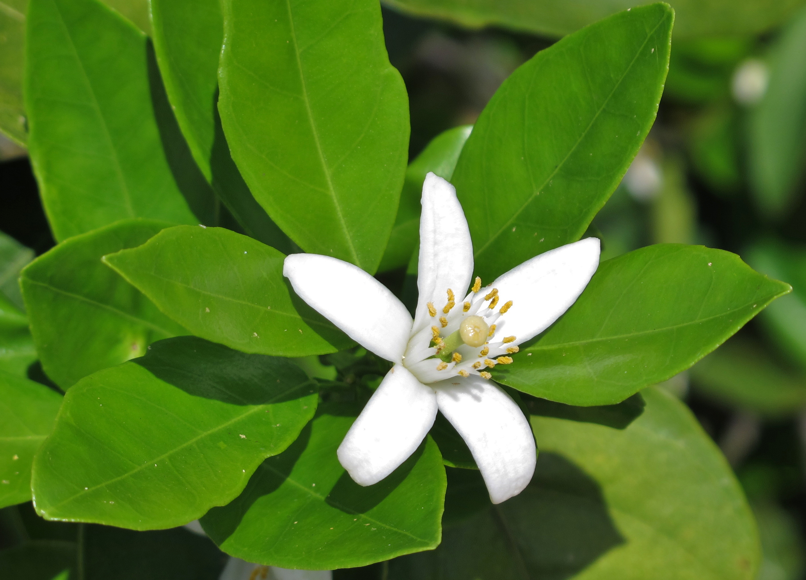 Orange Blossom Time in South Florida Humbled Pie