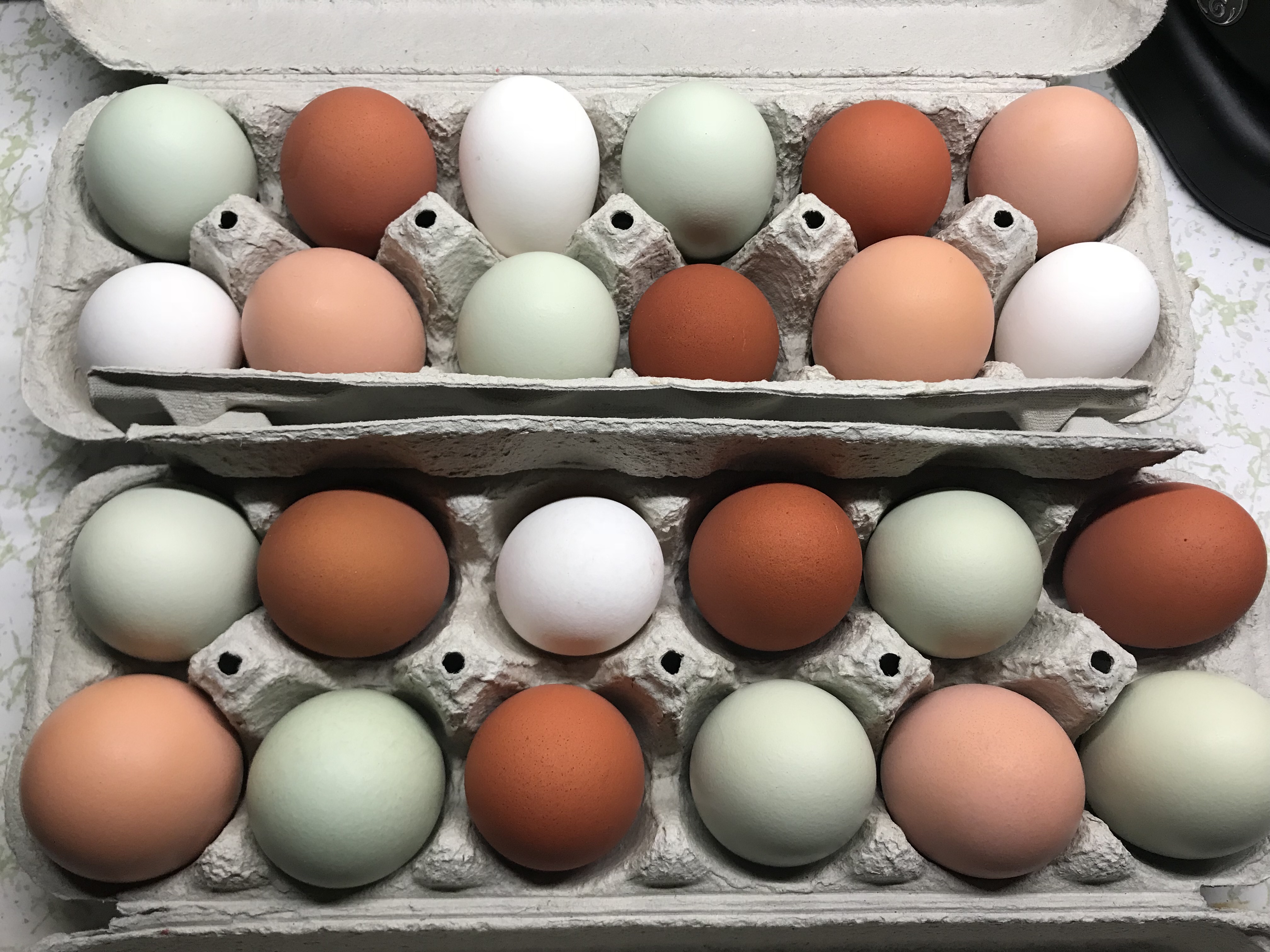 How to Store Fresh Farm Eggs Humble Hills Homestead