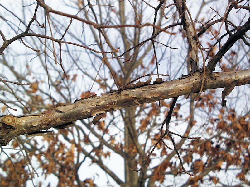 White Oak Humbleweed
