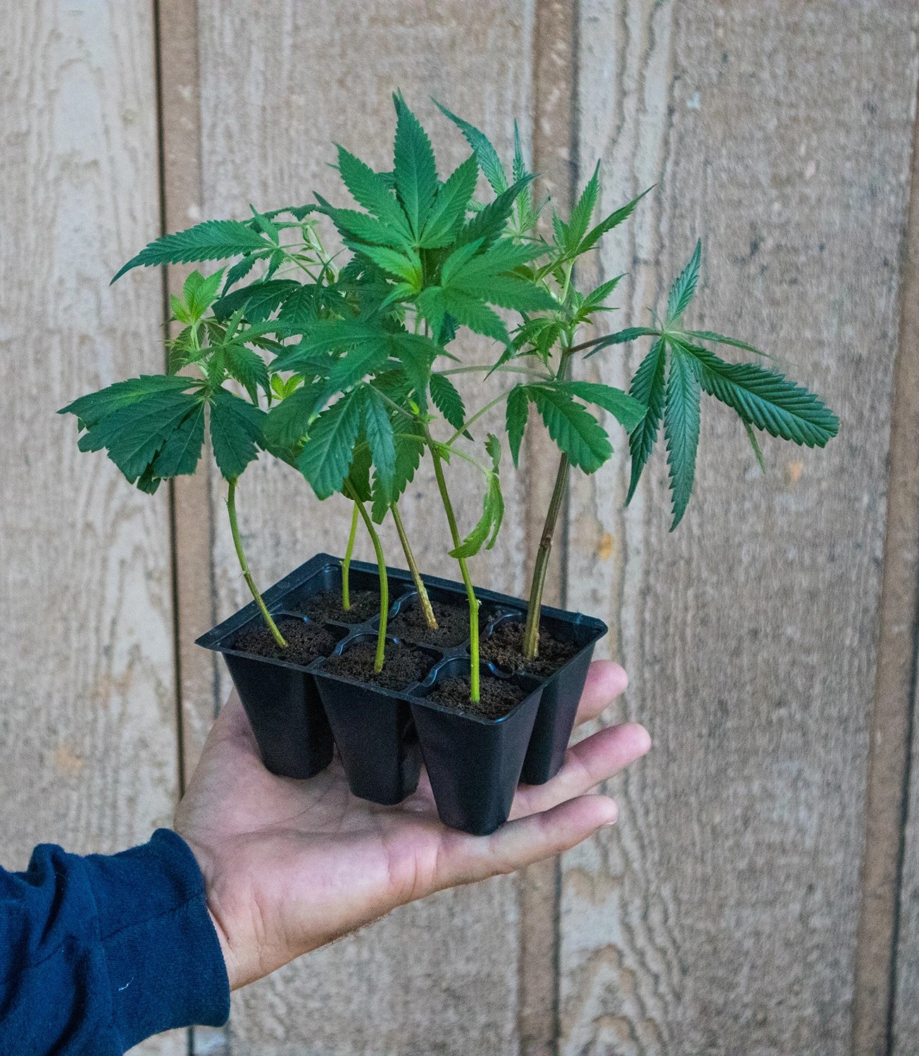 Cloning Weed Like an Professional