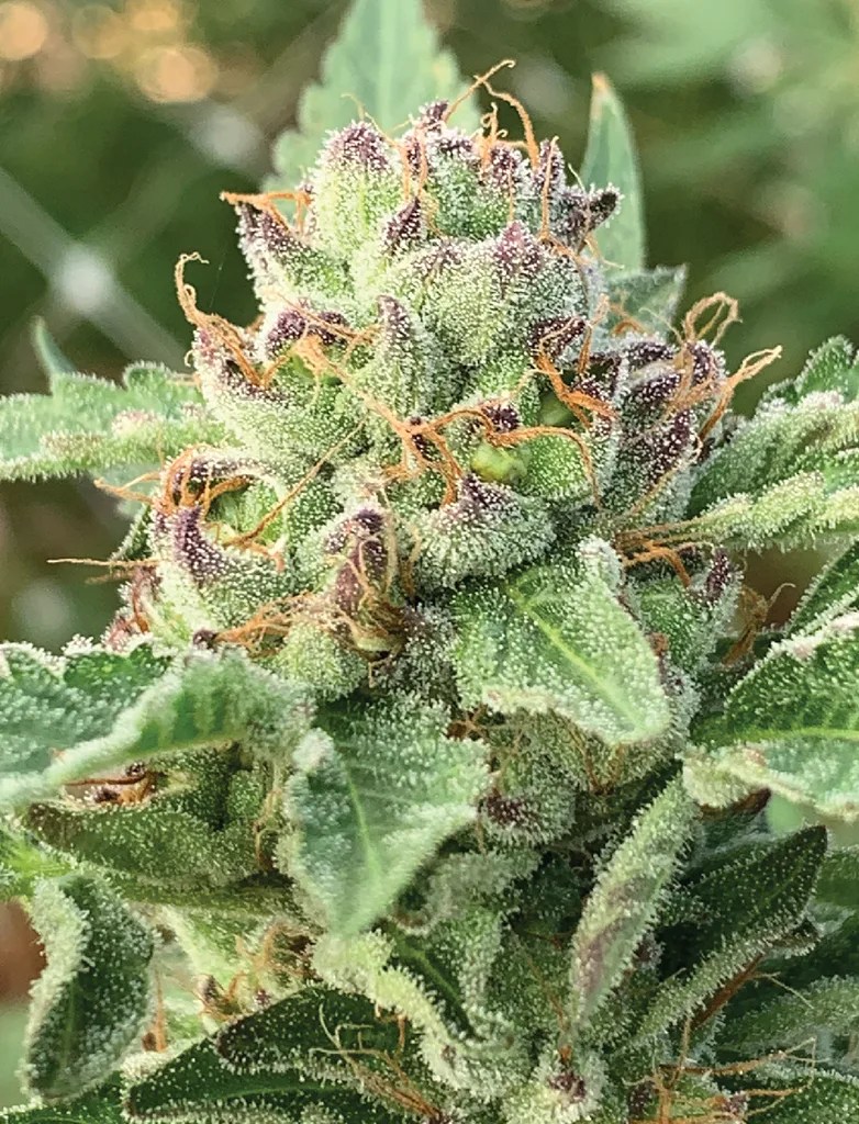 WeekbyWeek Cannabis Flowering Stages