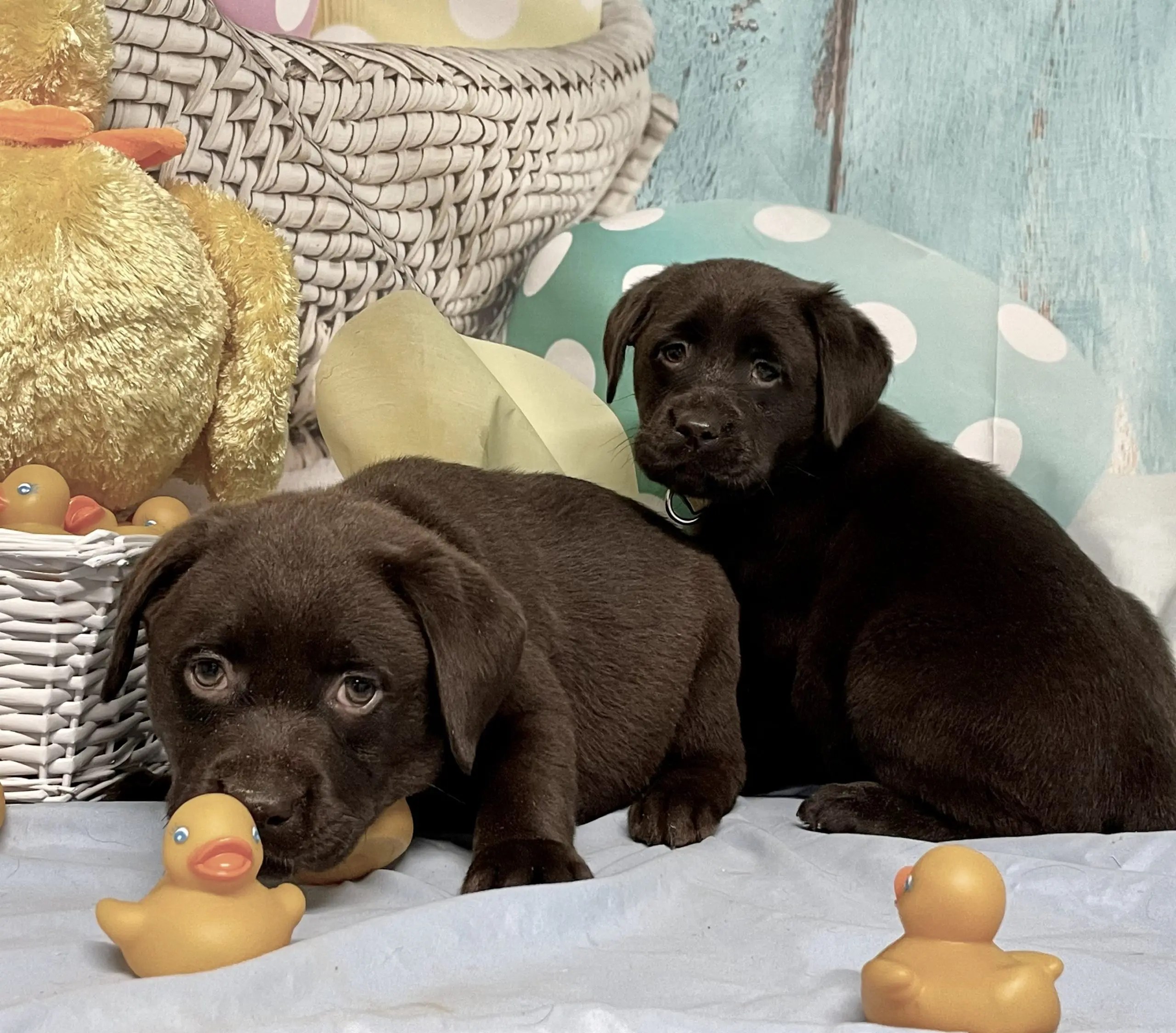 Chocolate Labrador puppies Humehill