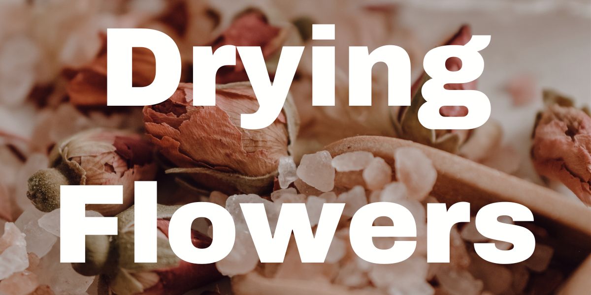 Drying Flowers From Your Own Garden Hume Seeds