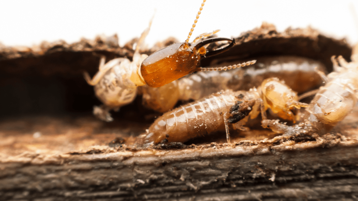 Termite Control Poway Hume Termite