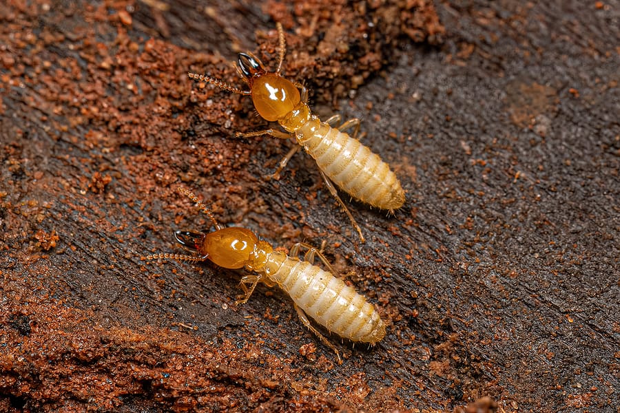 Termite Control San Marcos Hume Termite