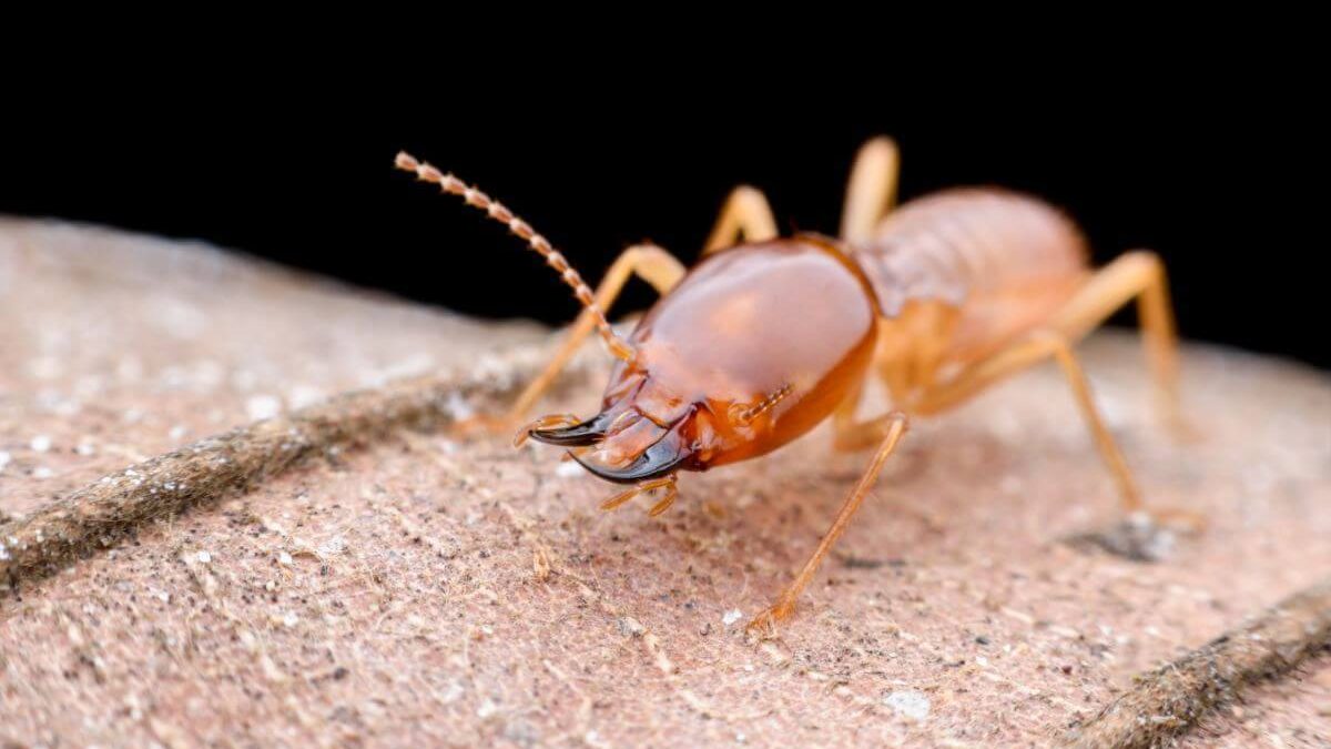 Locating Reliable Termite Control Near Me In Encinitas Hume Termite