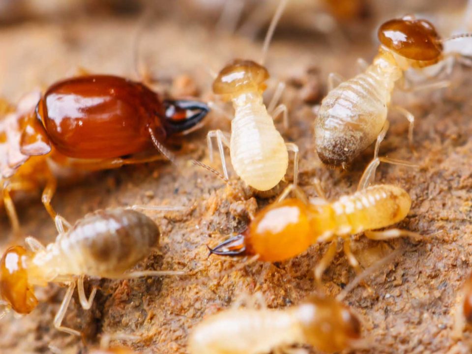 Understanding Termite Treatment Costs in Poway Hume Termite Treatment