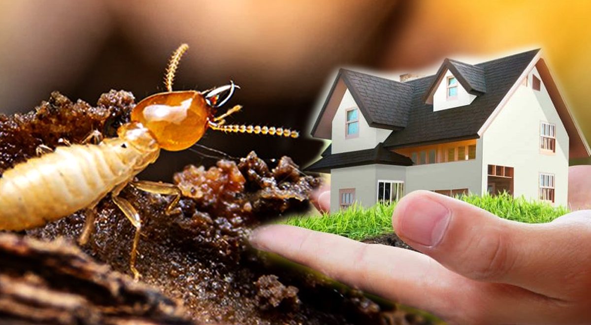 Termite Pest Control Poway Hume Termite