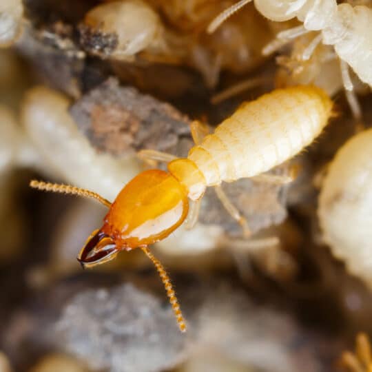 Termites Escondido Hume Termite