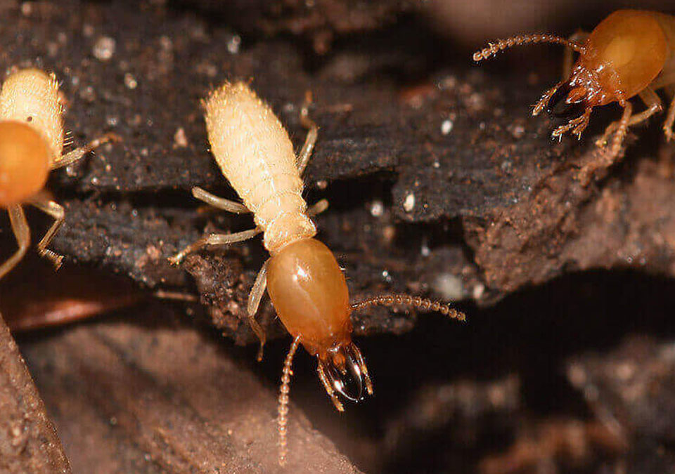Termites Oceanside Hume Termite