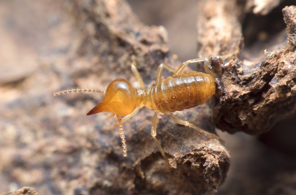 Termite Control Oceanside Hume Termite