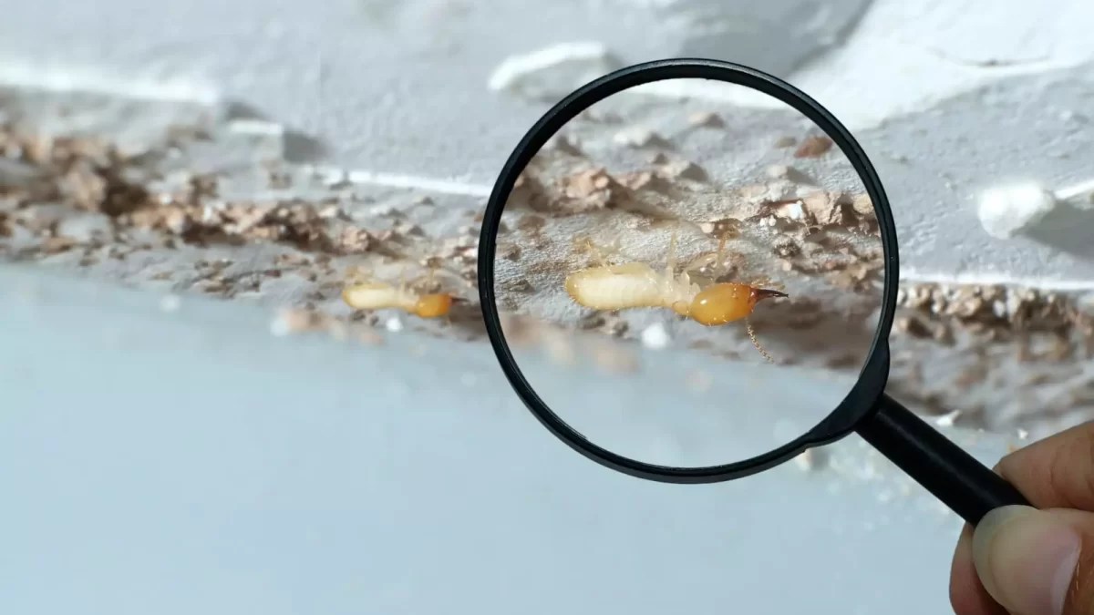 Termite Inspection Carlsbad Hume Termite