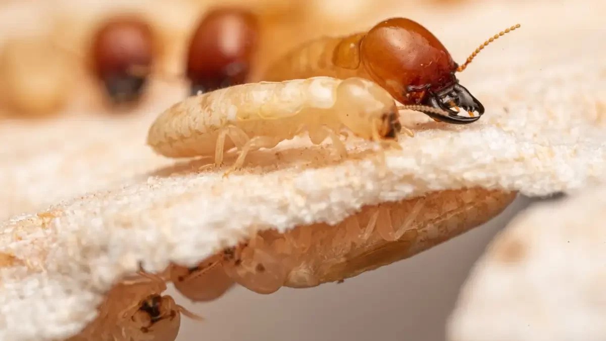 Termites Carlsbad Hume Termite