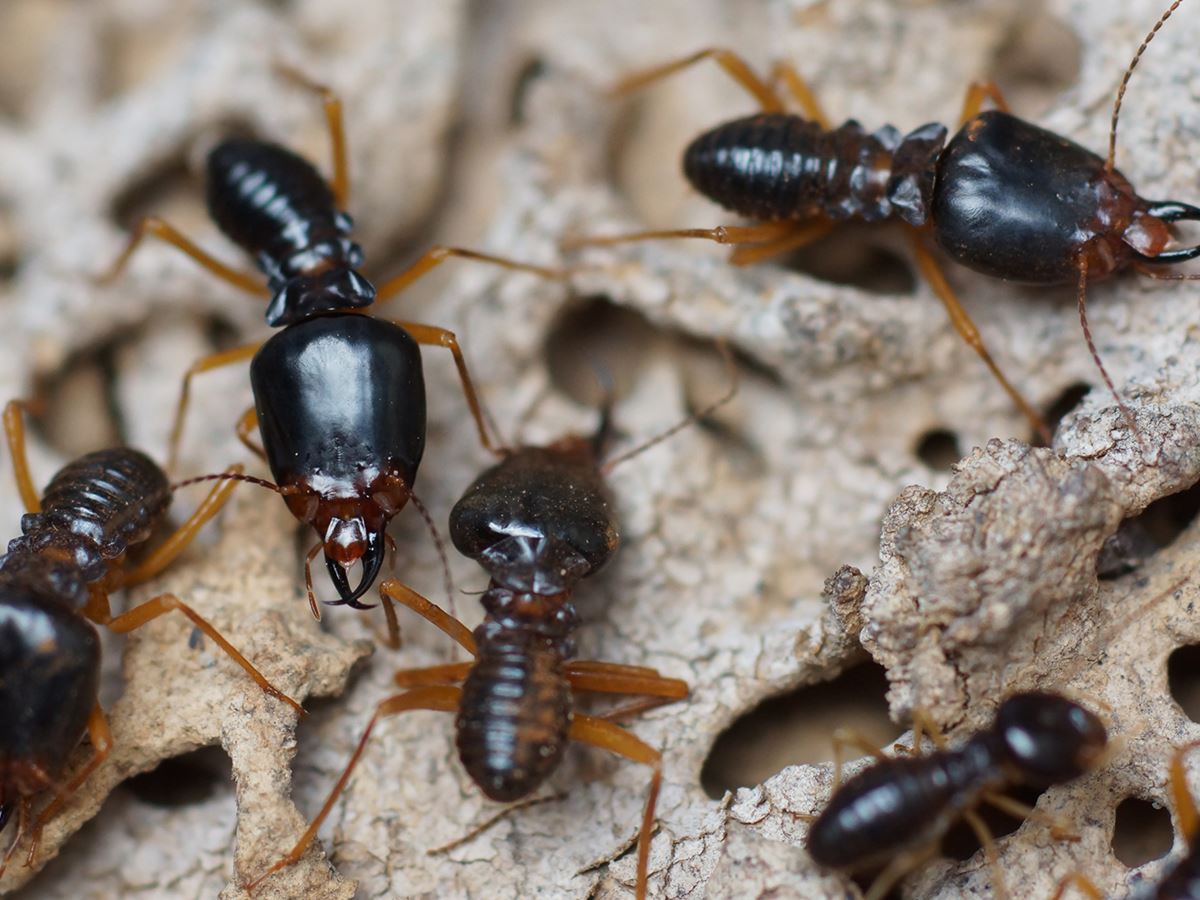 Termite Control Near Me Pacific Beach Hume Termite
