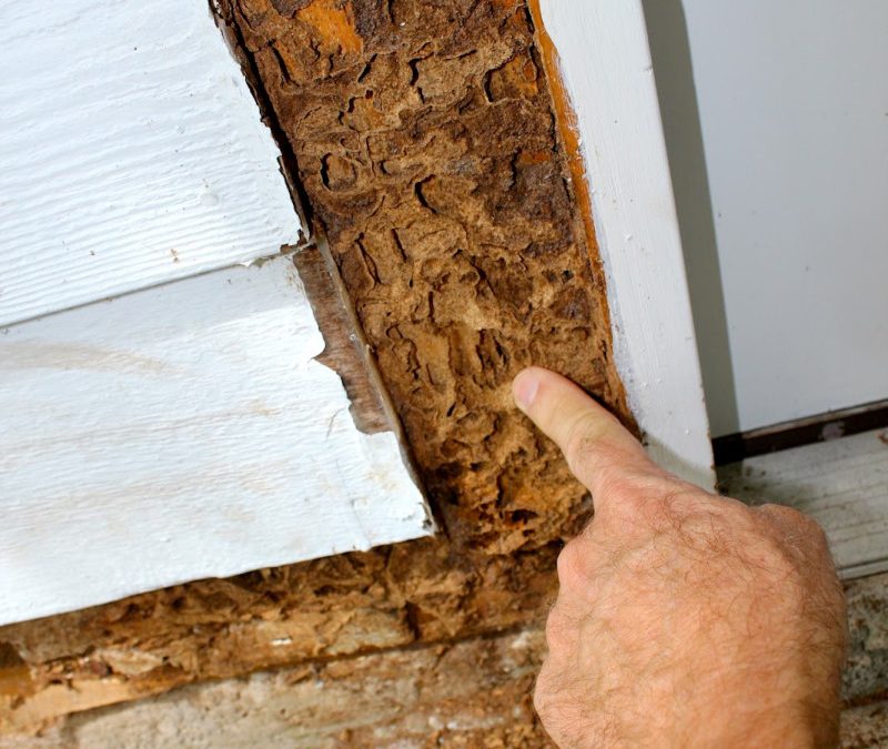 Termite Inspection Del Mar Hume Termite