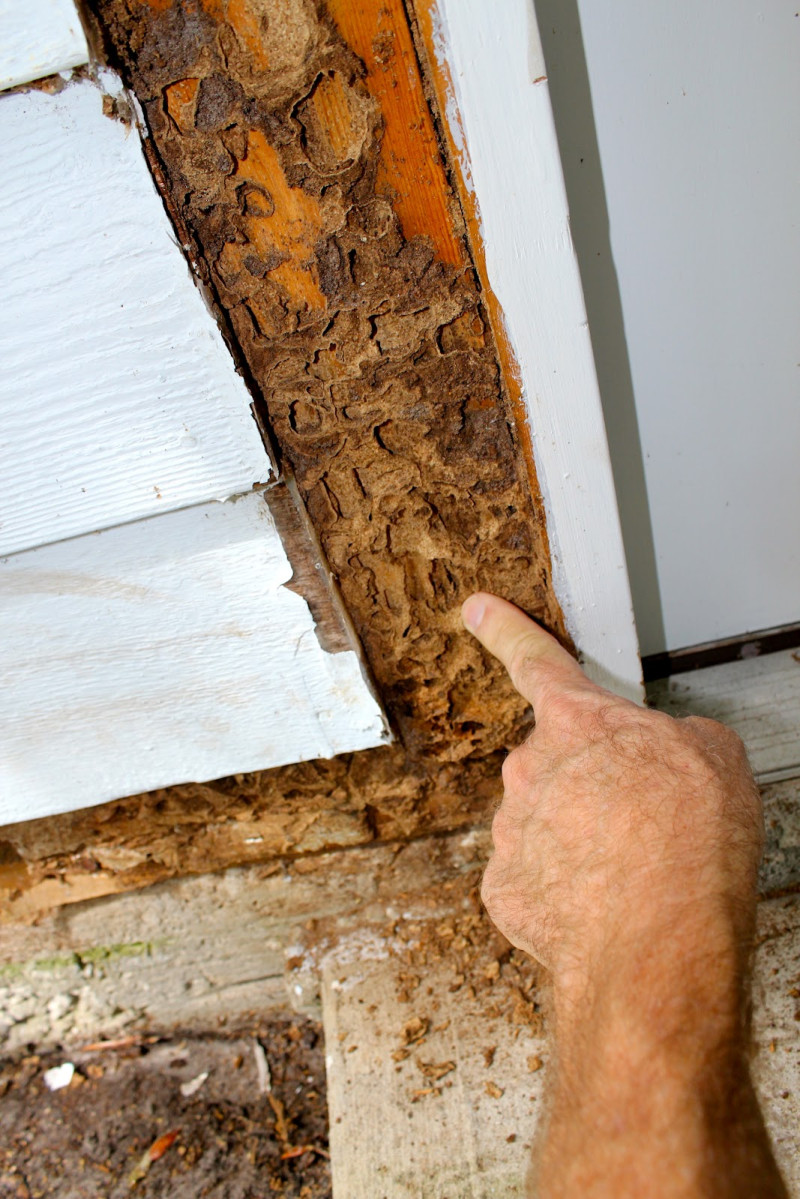 Termite Inspection Del Mar Hume Termite