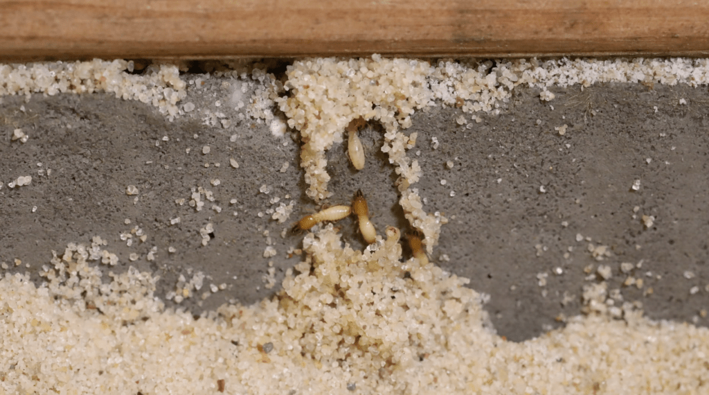 Termite Inspection Mission Beach Hume Termite