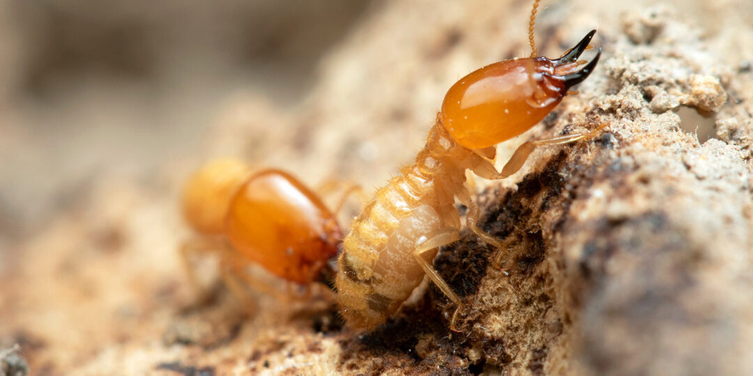 Termite Treatment Solana Beach Hume Termite