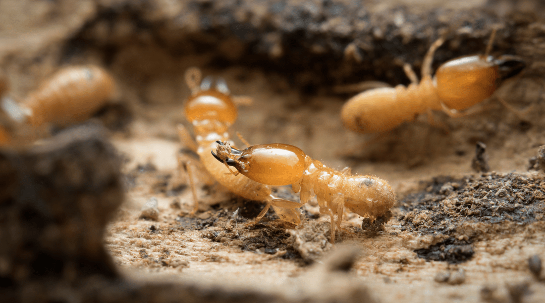 Termites La Jolla Hume Termite