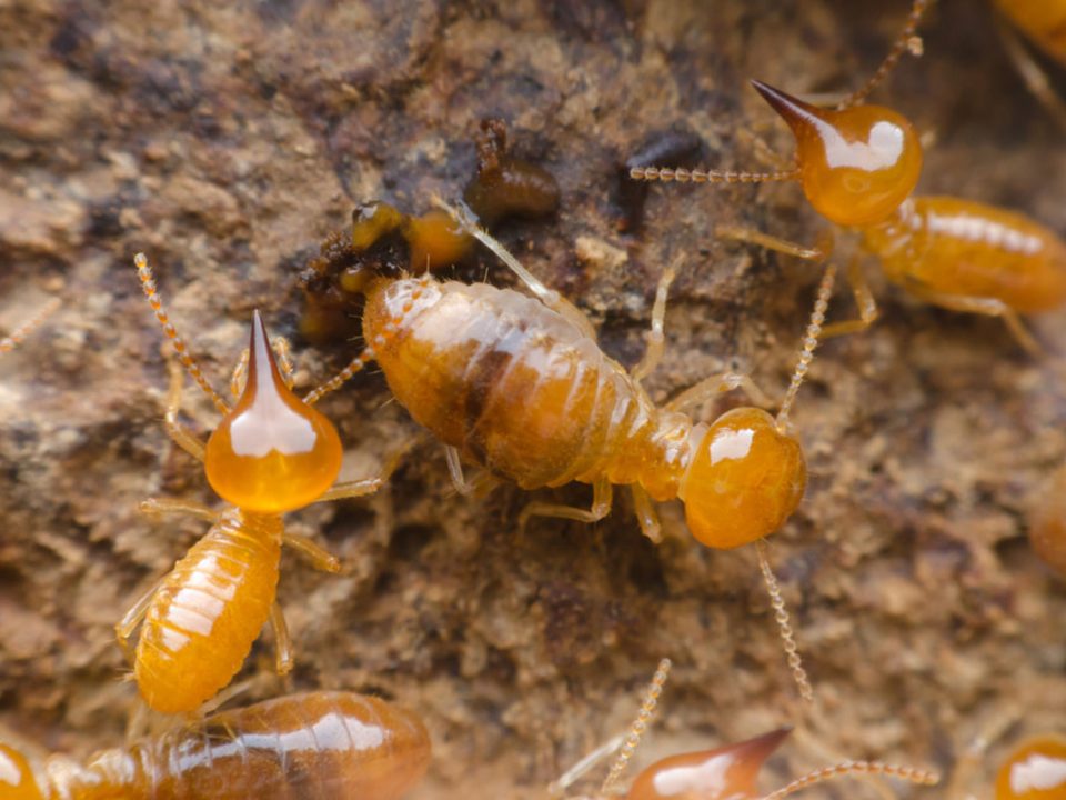 Termite Inspection Rancho Santa Fe Hume Termite